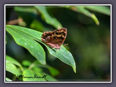 Mangrove Buckeye - Junonia evarete