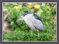 Nachtreiher - Night Heron-