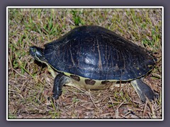 Peninsula Cooter - Pseudemys Peninsularia - Myakka State Park