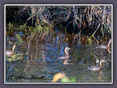 Pied Billed Grebe - Podilymbus podiceps