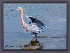 Reddish Egret