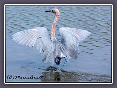 Reddish Egret - Egretta rufescens