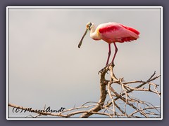 Roseate Spoonbill - Platalea ajaja