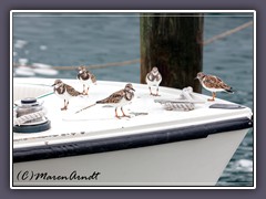 Ruddy Turnstone - Arenaria interpres  Steinwälzer