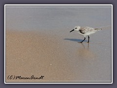 Sanderling - Calidris alba