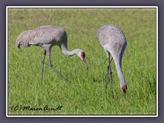 Sandhill Cranes - Grus canadensis - Kanada Kranich