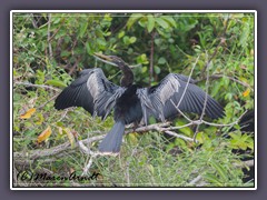 Schlangenhalsvogel - Anhinga