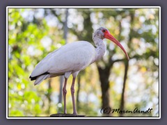 Schneesichler - White Ibis - Eudocimus albus