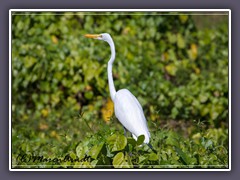 Silberreiher - White Heron 