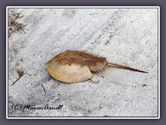 Strandgut - Horseshoecrab