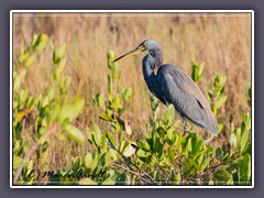 Tricolored Heron