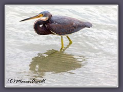 Tricolored Heron auf der Jagd