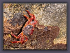 Two Spined Box Crab - Acanthocarpus bispinosus, Calappidae