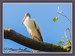 Waldstorch aus der Gattung der NImmersatte