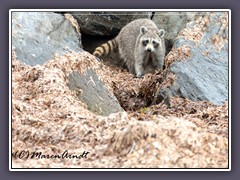 Waschbär am Cape Florida Leighthouse 