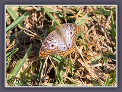 White Peacock Butterflxy - Anartia jatrophae