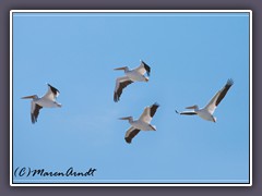 White Pelican - Pelecanus erythrorhynchos