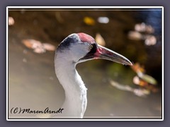 Whooping-Crane - Grus Americana - Schreikranich