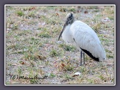 Wood Stork - Mycteria americana