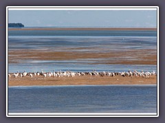 White Pelicans Winterplace