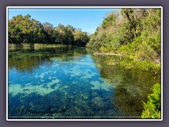 Alexander Spring Creek