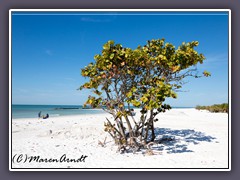 Auf Honeymoon Island