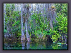 Big Cypress National Preserve