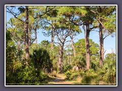 Der Ospreywald auf Honeymoon Island