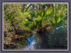 Der subtropische Wald - das grüne Herz Floridas