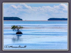 Flamingo - im Everglades N.P.