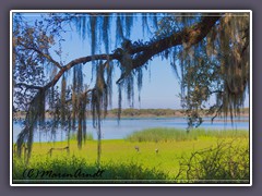 Kraniche im Myakka River State Park