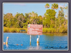 Manatee Schutzgebiet - Crystal River National Wildlife Refuge 