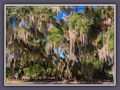 Myakka River State Park