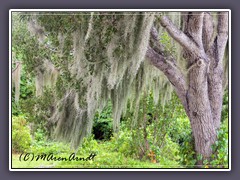 Spanish Moss beim Visitor Center im Nationalpark