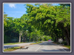 Villenviertel in Fort Lauderdale - man sieht nichts außer hohen Mauern und Hecken