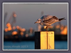 Abendlicht im Hafen