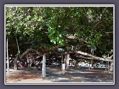 Banyanbaum in Lahaina auf Maui