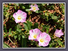 Ackerwinde  - Natur pur