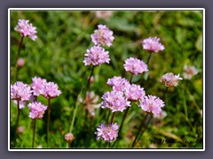 Gemeine Grasnelke - Natur pur