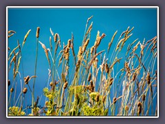 Gräser an den Klippen - Natur pur 