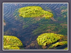 Unter Naturschutz das  Felsenwatt vor Helgoland