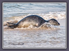 Am Strand von Helgoland