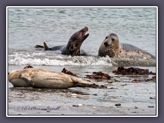 Auf der Helgolander Düneninsel kann man Seehunde und Kegelrobben ganz nah erleben