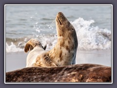 Aussehen - Kegelrobben sind größer als Seehunde und haben einen länglichen Kopf