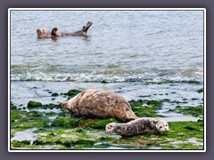 Helgoland Nordstrand Düne