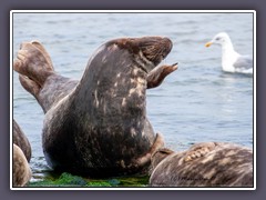 Kegelrobben - Halichoerus grypus - auf Helgoland