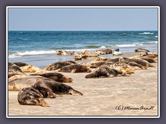 Nordstrand Helgoland Düne mit Kegelrobbenkolonie