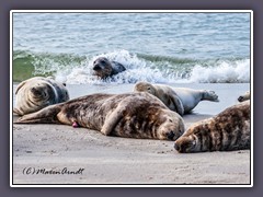 Willkommen am Kegelrobbenstrand