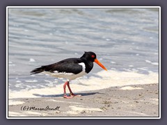 Austernfischer - Haematopus ostralegus