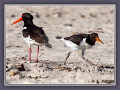 Austernfischer am Strand der Düne